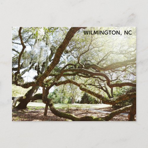 Wilmington North Carolina Airlie Gardens Live Oak Postcard