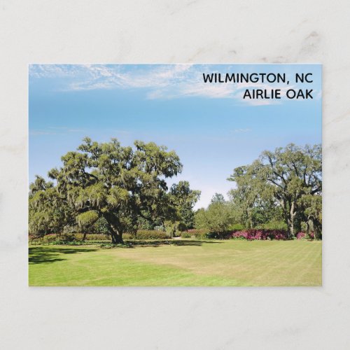 Wilmington North Carolina Airlie Oak Tree Postcard