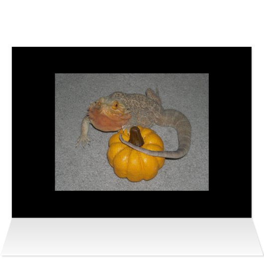 Wilson the Bearded Dragon (Inside Horizontal (Top))