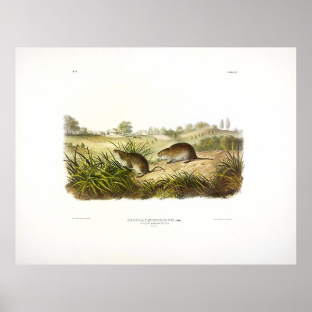 Wilson's Meadow Mouse (Meadow Vole) by Audubon Poster (Front)