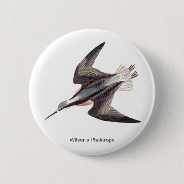 Wilson's Phalarope by John James Audubon,  Button (Front)