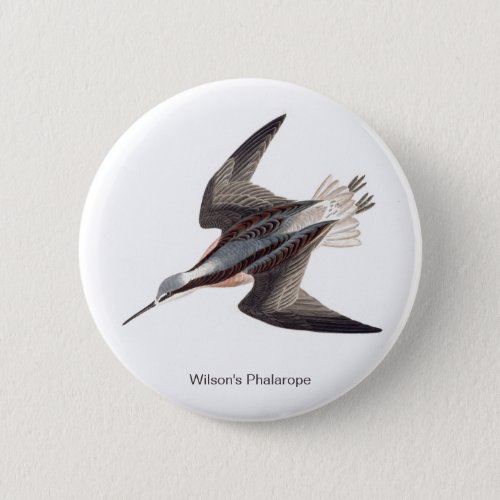 Wilsons Phalarope by John James Audubon  Button