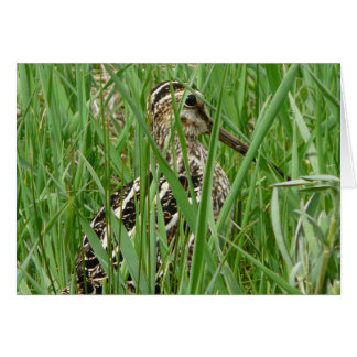 Wilson's Snipe Cards