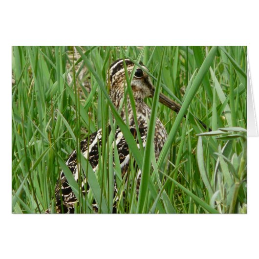 Wilson's Snipe Cards (Front Horizontal)