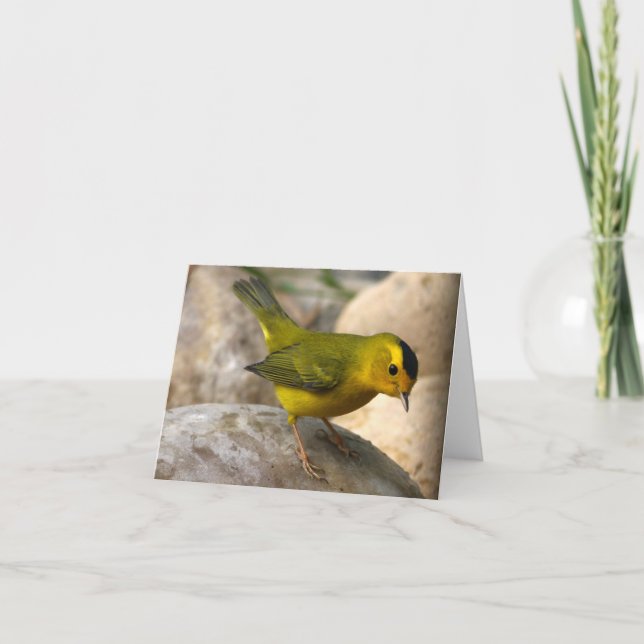 Wilson's Warbler - Joe Sweeney - card (Front)