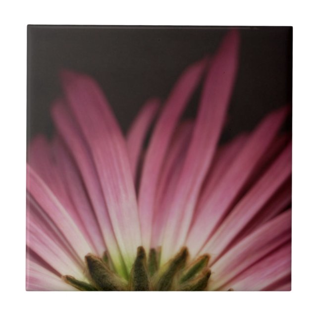Wilted Purple Daisy Ceramic Tile (Front)