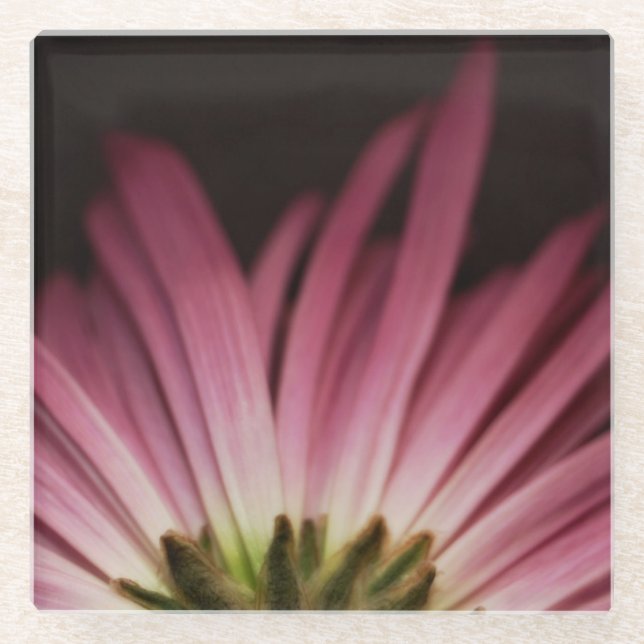 Wilted Purple Daisy Glass Coaster (Front)