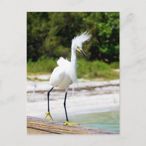 Wind blown Snowy Egret Postcard