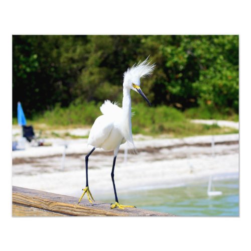 Wind blown Snowy Egret poster