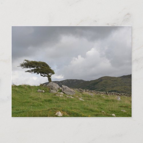 Wind Blown Tree in Irish Countryside Postcard