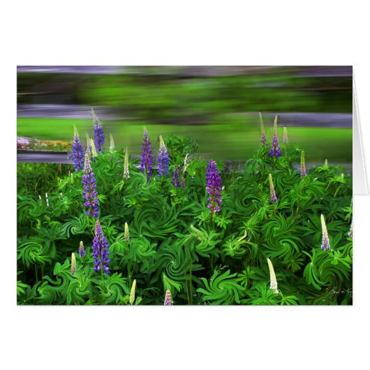 Wind in the Lupines Cards (Front Horizontal)