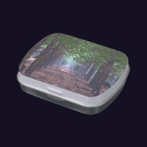 Wind in the Pines Candy Tin