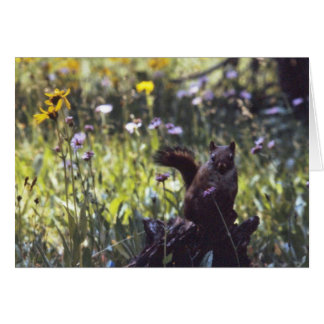 Wind_River_Range_Chickaree Cards