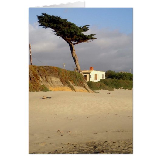 Windblown Cypress and House (Front)