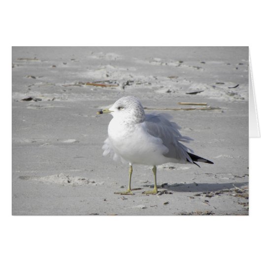 Windblown seagull card (Front Horizontal)