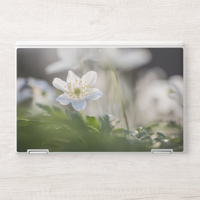 Windflower Nature Photo HP Laptop Skin (Front)