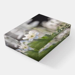 Windflower Nature Photo Paperweight
