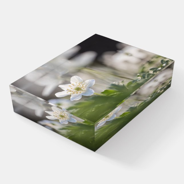 Windflower Nature Photo Paperweight (Angled)
