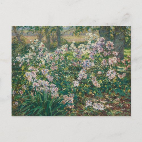 Windflowers by Ruger Donoho Painting Wildflower Postcard