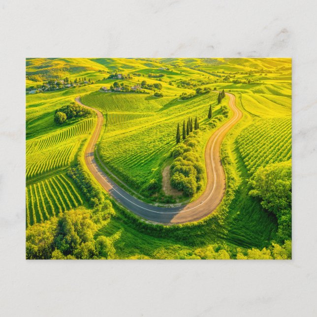 Winding Roads Through Vineyards and Cypress Trees Holiday Postcard (Front)