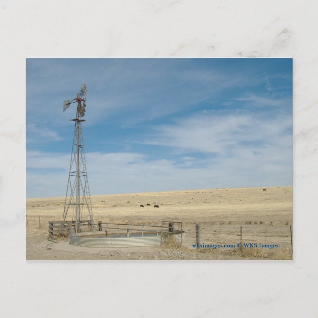 Windmill and cattle under western Kansas Skies Postcard (Front)