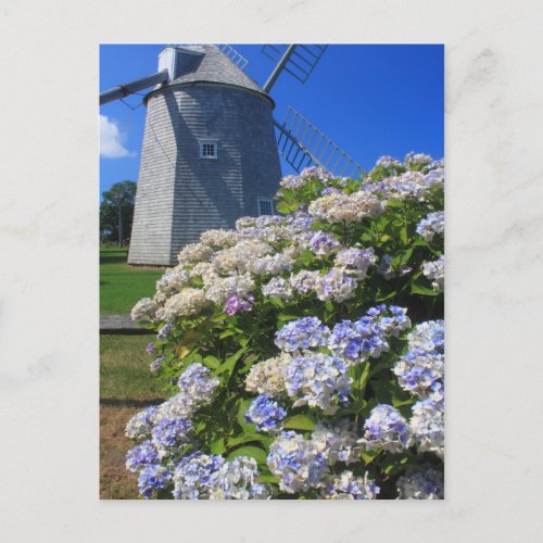 Windmill and Hydrangeas Cape Cod Postcard