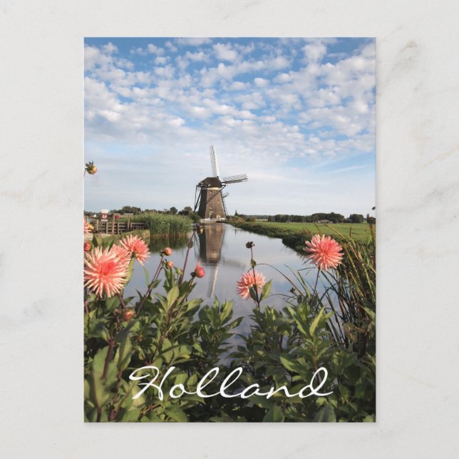 Windmill and pink dahlia flowers in Holland Postcard (Front)