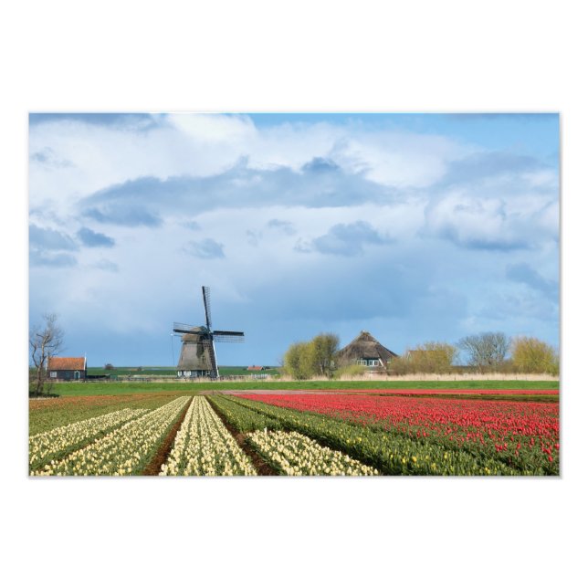 Windmill and tulips landscape photo print (Front)