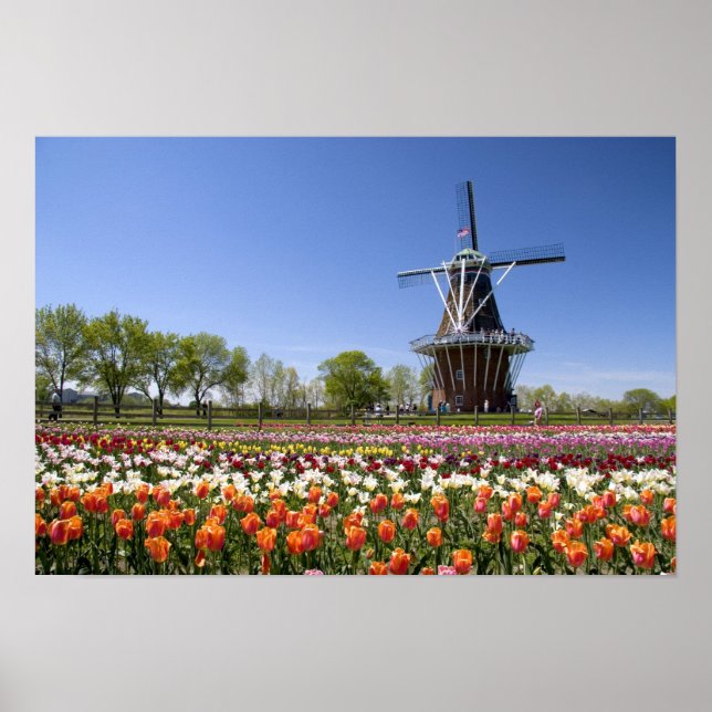 Windmill Island park with tulips in bloom at Poster (Front)