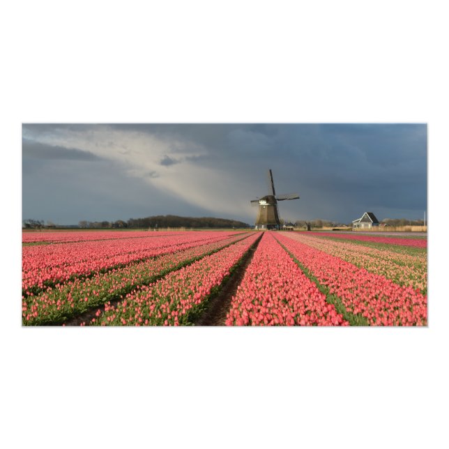 Windmill with pink tulips in spring photo print (Front)