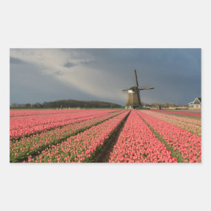 Windmill with pink tulips in spring rectangular sticker