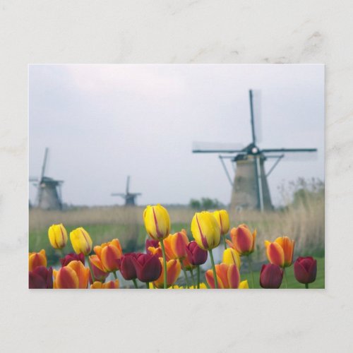 Windmills and tulips along the canal in postcard