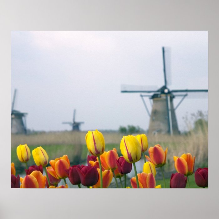 Windmills and tulips along the canal in poster