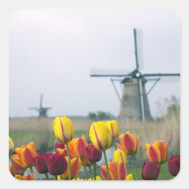 Windmills and tulips along the canal in square sticker (Front)