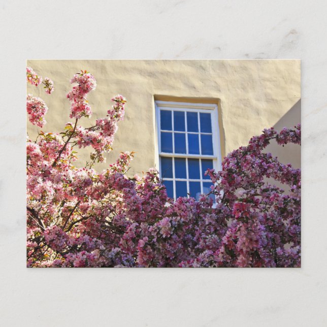 Window & Blossoms Postcard (Front)