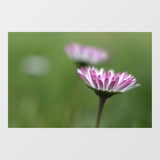 Window Cling - Daisy Elegance (Sheet)