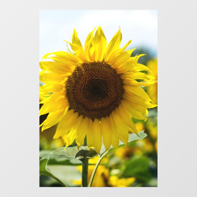 Window Cling - Sunflower Isolated (Sheet)