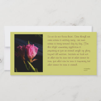 windows cats flowers 018.JPG, So we do not loos...