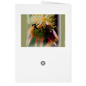 Windows of Echinecea Growth (Back)