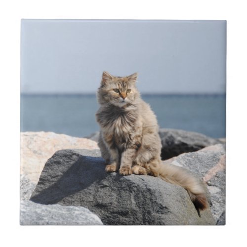 Windswept Cat at Seaside Ceramic Tile