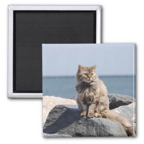 Windswept Cat by the Sea Cute Photo Magnet