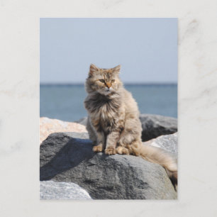 Windswept Cat by the Sea Cute Photo Postcard