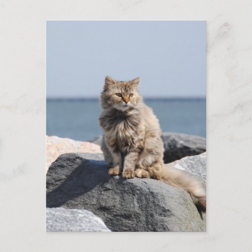 Windswept Cat by the Sea Cute Photo Postcard