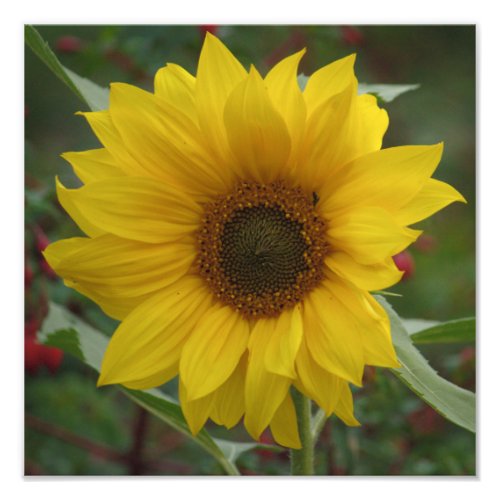 Windswept Sunflower Photo Print