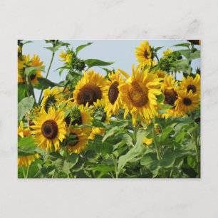 Windy Sunflowers Postcard
