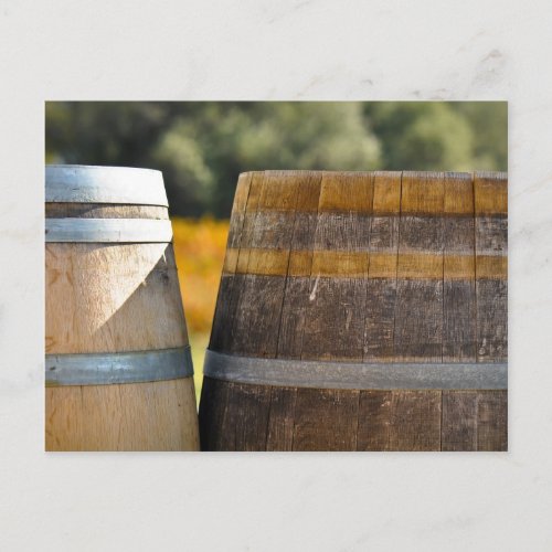 Wine Barrels in Autumn Grape Vineyard Postcard