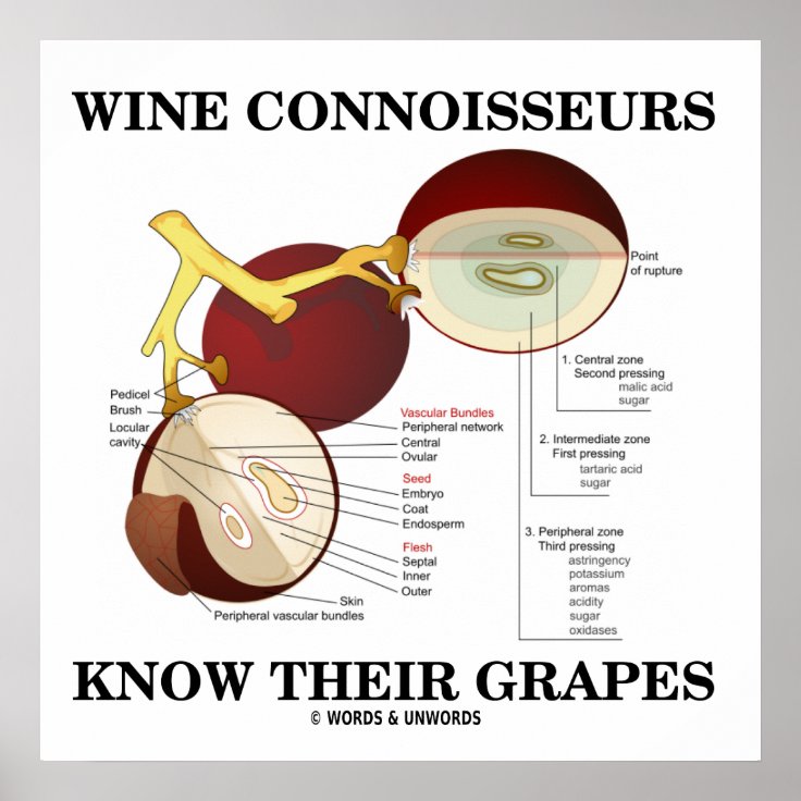 Wine Connoisseurs Know Their Grapes (Humor) Poster Zazzle
