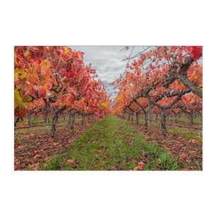 Wine Country in Autumn Acrylic Print