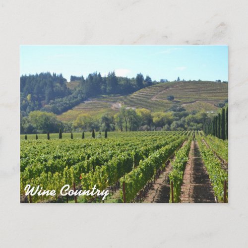 Wine Country Vintards Postcard