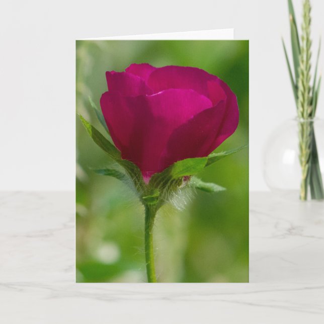 Wine Cups Card (Front)